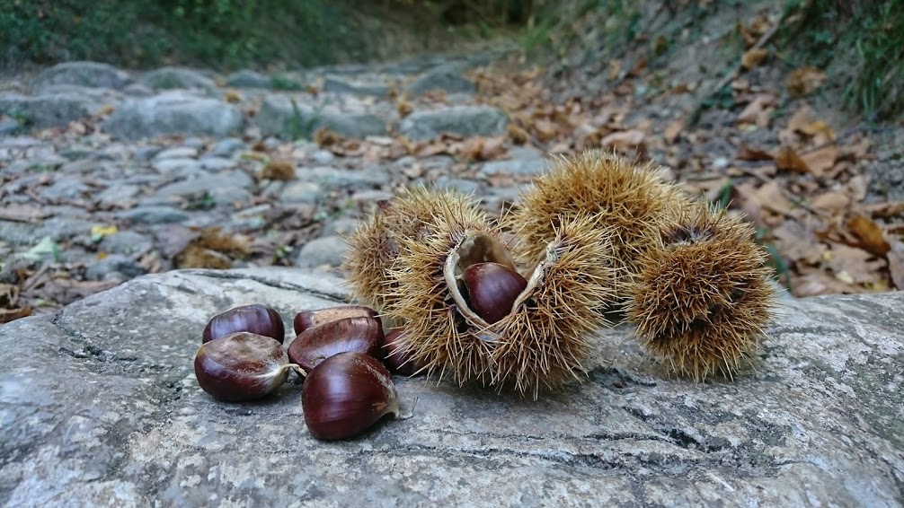 Harvesting Chestnuts on Monte Barro Lake Como